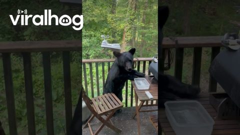 Telling a Young Black Bear to Get Off My Balcony || ViralHog