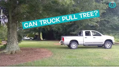 Truck Pulls Down Tree || ViralHog