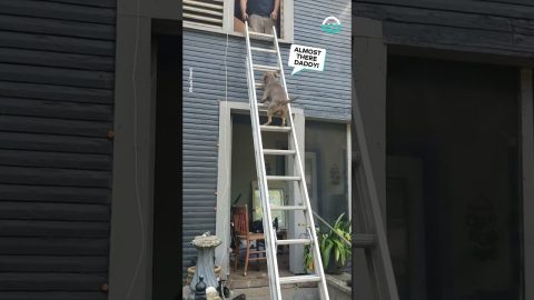 Dog Climbs Tall Ladder || ViralHog