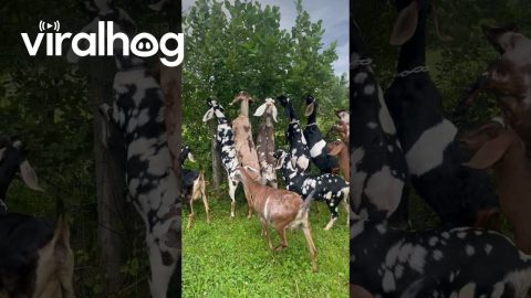 Happy Goats Munch on Overgrowth || ViralHog