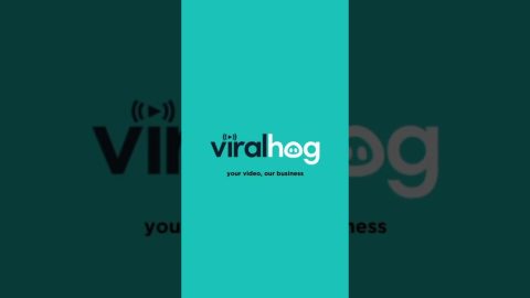 Cat Feeds Itself || ViralHog
