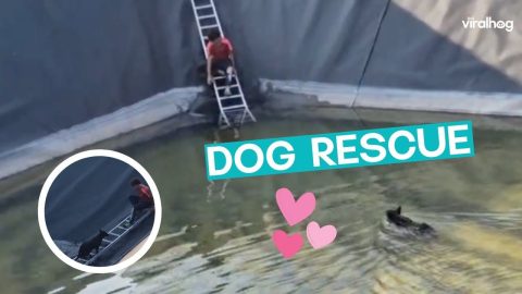 Dog Rescued By Boy || ViralHog
