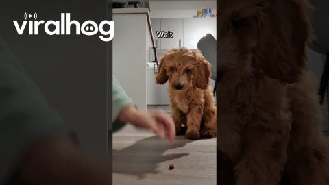 Cockapoo Puppy Is a Quick Learner || ViralHog