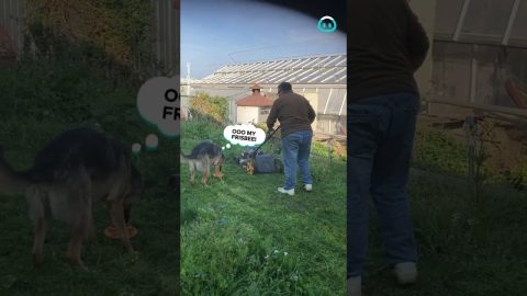 Dog vs. Monster Mower || ViralHog