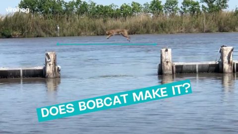 Bobcat Does Super Jump || ViralHog