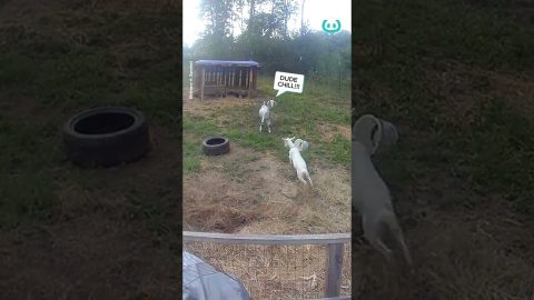 Goat Gets Head Stuck || ViralHog