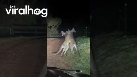 Arguing Kangaroos Block Driveway || ViralHog