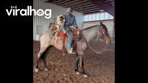 Dog Jumps on Horse's Back for a Ride || ViralHog