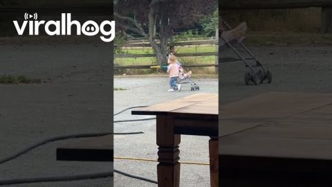 Girl Pushes Chicken in a Stroller || ViralHog