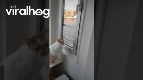 I Think My Neighbor Got a New Cat || ViralHog