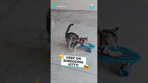 Kitty Obstacle Course || ViralHog