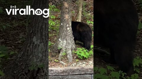 A Bear Stole My Chips || ViralHog