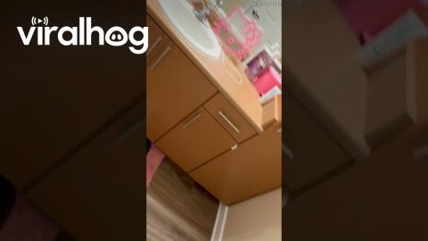 Fat Cat Blocks Bathroom Entrance || ViralHog