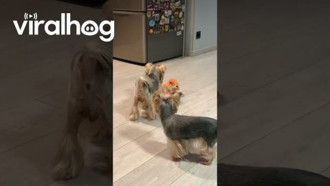 Yorkies Don't Know What to Think of New Dog || ViralHog