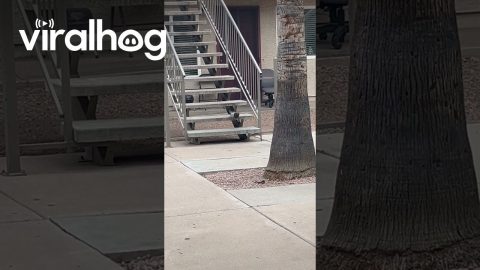 Pigeon Hops Down Stairs || ViralHog