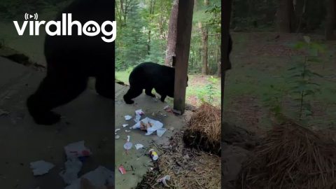 Eugene the Bear Caught Snooping Around Cabin || ViralHog