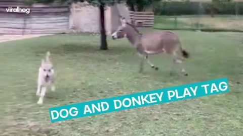 Donkey And Dog Play Chase || ViralHog