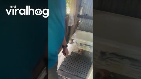 Son Doesn't Like Spiders || ViralHog