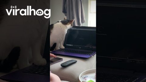 Cat Thwarts Attempt to Buy Tickets || ViralHog