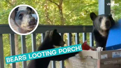 Family Of Bear Steal Their Snacks || ViralHog