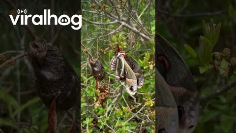 Newly-Hatched Cecropia Moth || ViralHog