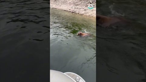 Bear Want's Fish Back || ViralHog