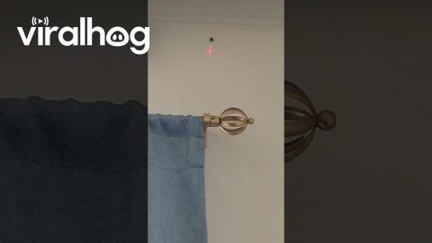Jumping Spider Chases Laser Pointer || ViralHog