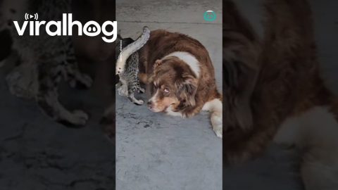 Skateboarding Cat Keeps Knocking Dog || ViralHog