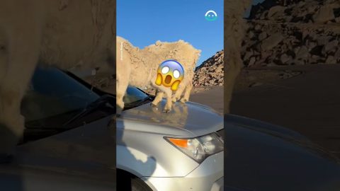 Goats Find New Spot To Pee || ViralHog