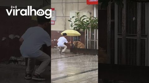 Kind Boy Gives Dog Shelter From the Rain || ViralHog