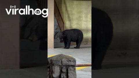 Man Encounters Black Bear in Parking Lot || ViralHog