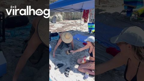 Dog Transforms Into a Sand Turtle || ViralHog