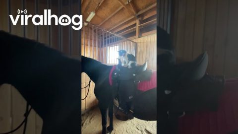 Kitty Is Ready For Her Riding Lesson || ViralHog