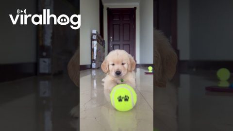 Golden Retriever Puppy's First Ball || ViralHog