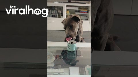 Dog's Tongue Flicks Liquid From Mug || ViralHog