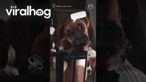 Locks Are No Trouble For This Dog || ViralHog