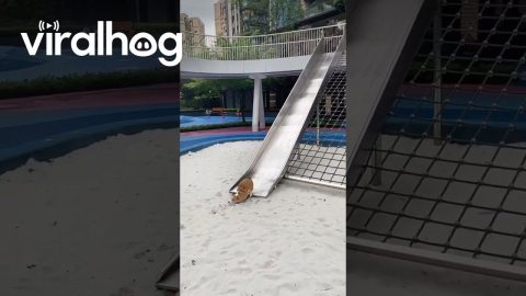 Fast Slide Crashes Corgi In Sand || ViralHog