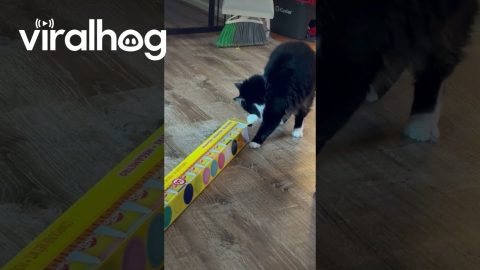 Tuxedo Cat Tries To Fit In Long Box || ViralHog