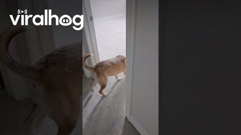 Giving Our Dog a Tour of Her New Home || ViralHog