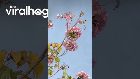 Parakeet Plucks Pink Petals Perched Upon Ipê Tree || ViralHog