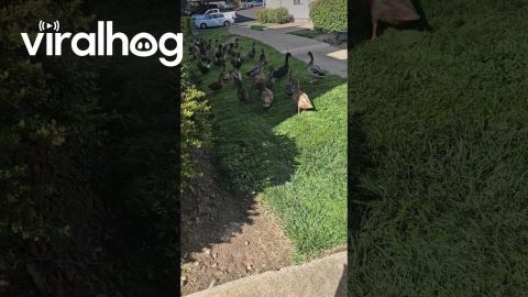 Duck Army Hopes For Food || ViralHog