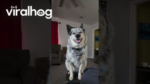 Man Shares Blueberry Muffins With Dog || ViralHog