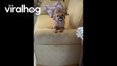 Excited Dog Smiles Big || ViralHog