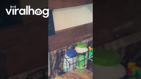 Mad Mama Bear Won't Let Me Leave || ViralHog