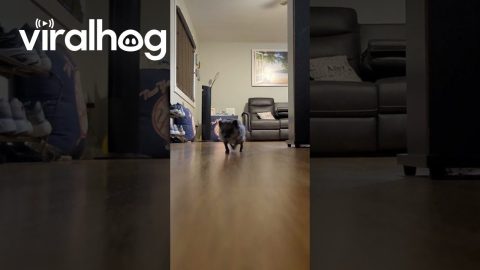 Hedgehog Tippy Taps Sound Like a Helicopter || ViralHog
