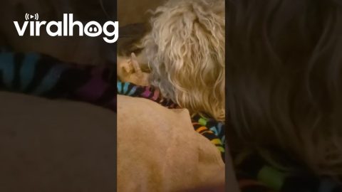 Big Dog Snuggles Tiny Kitten || ViralHog