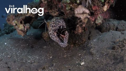 Moray Eel Gets Its Teeth Cleaned || ViralHog