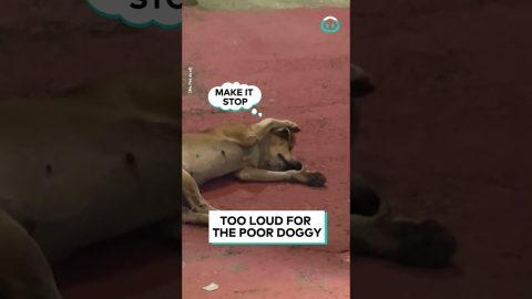 Dog Can't Stand His Owner's Singing || ViralHog