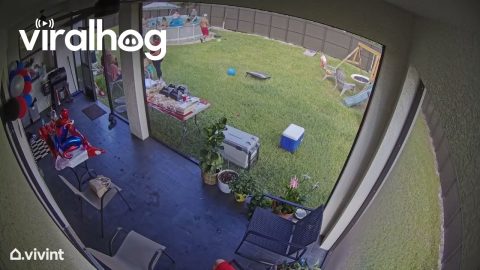 Frankie Falls From Pool Ladder || ViralHog