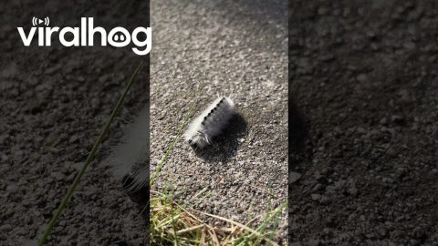 Cute Caterpillar Discovering Grass || ViralHog